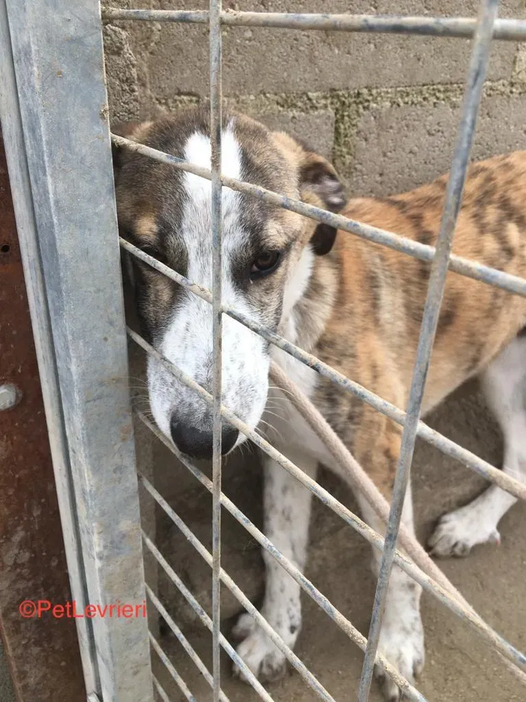 Tromo adozione levrieri galgo 1
