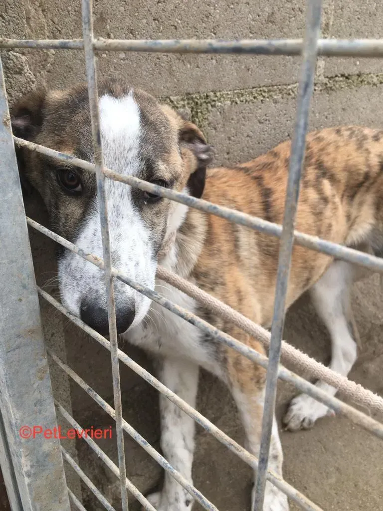 Tromo adozione levrieri galgo 2