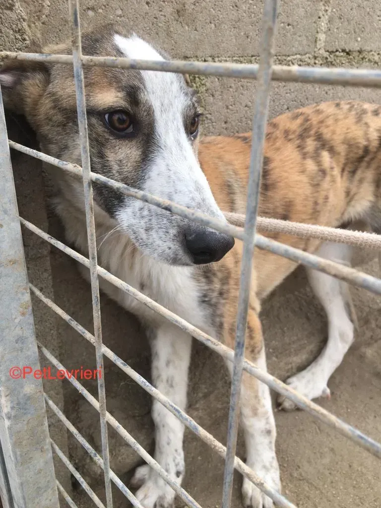 Tromo adozione levrieri galgo 3