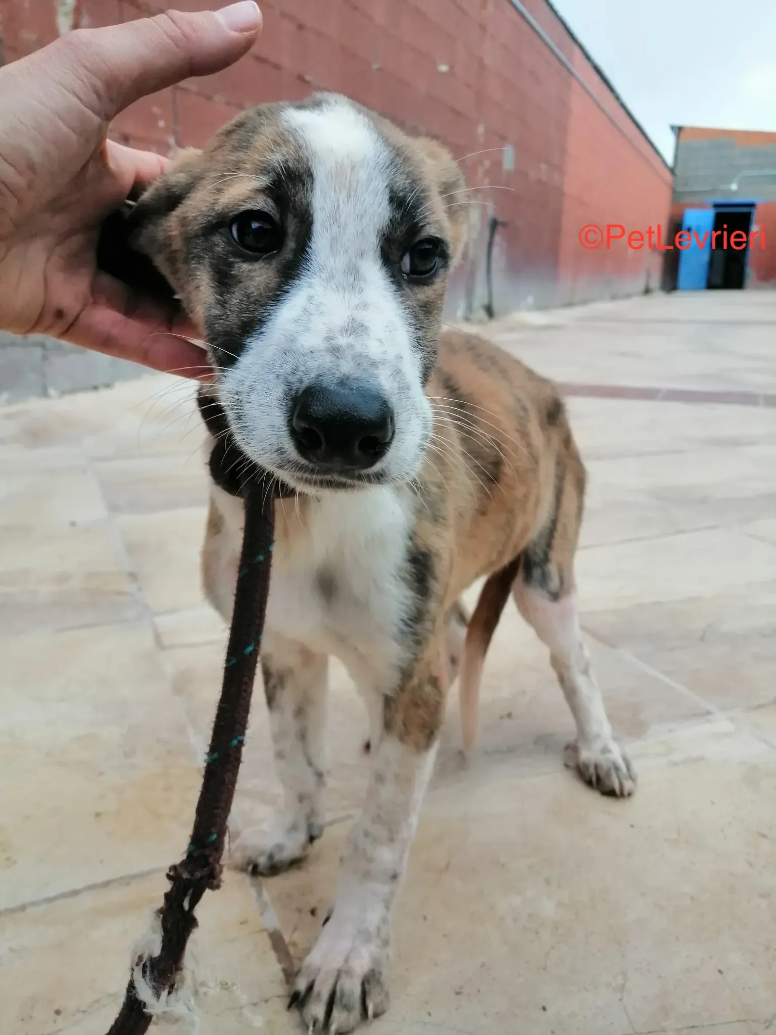Tromo adozione levrieri galgo 4