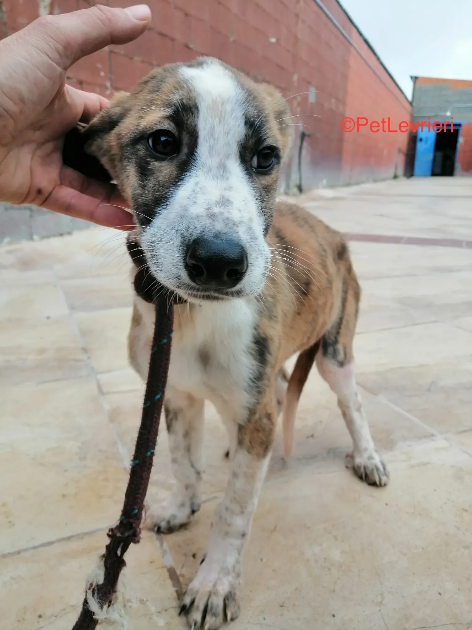 Tromo adozione levrieri galgo 5