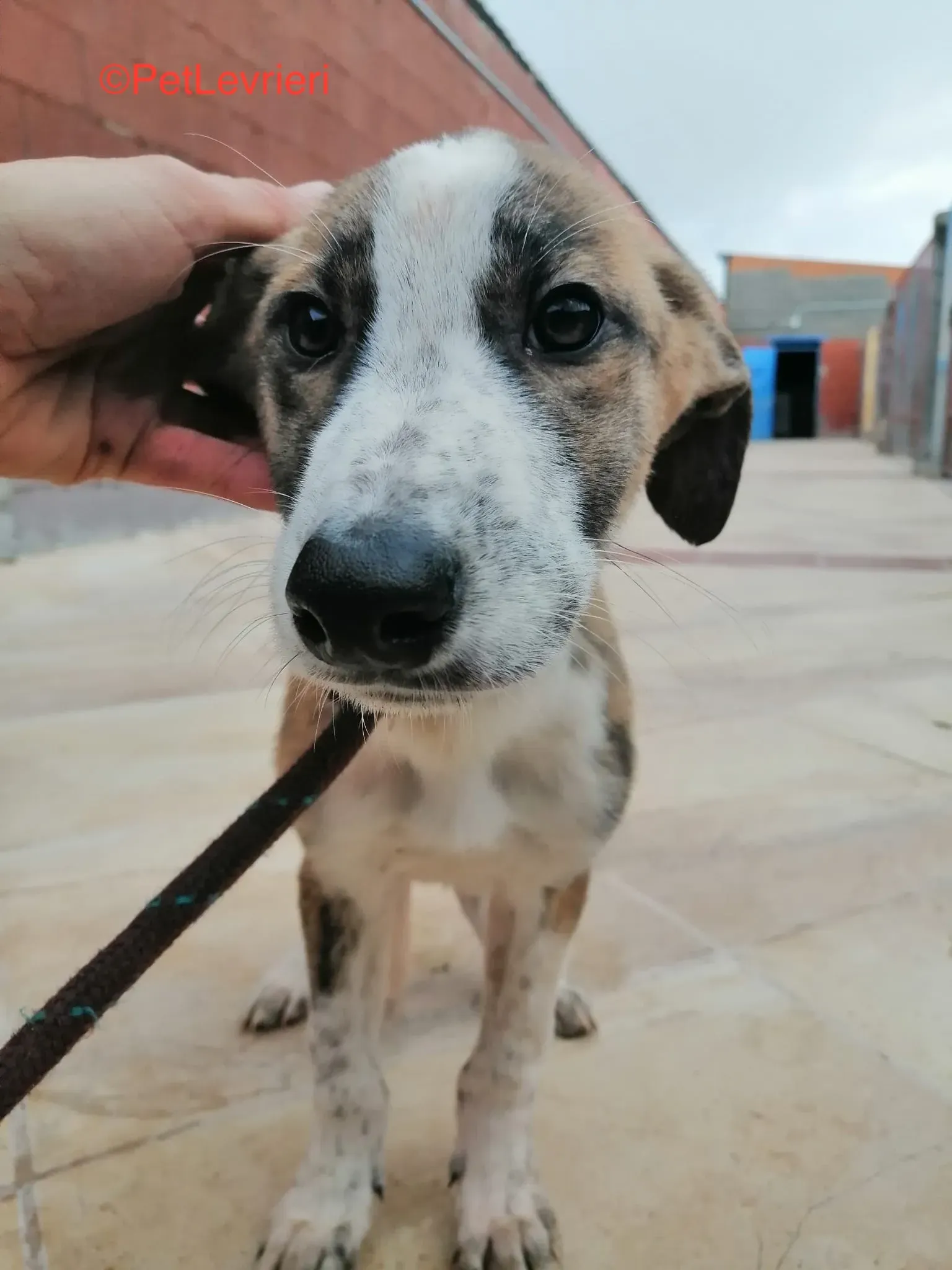 Tromo adozione levrieri galgo 6