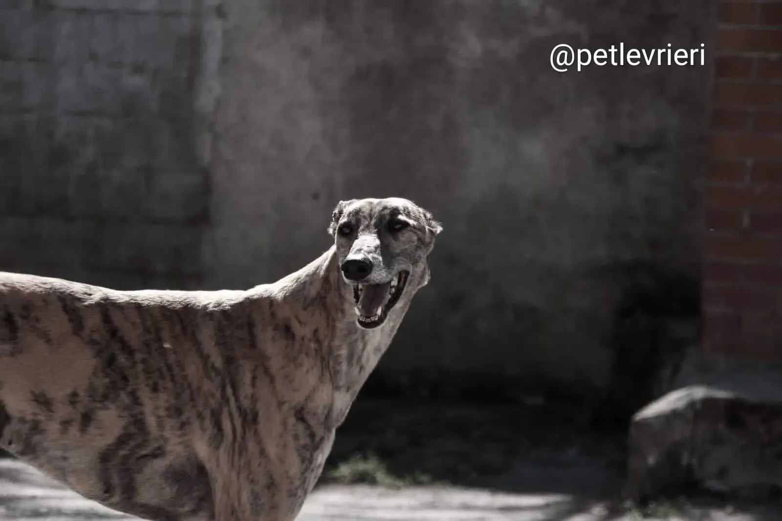 Tron Thing adozione greyhound macao 1 1