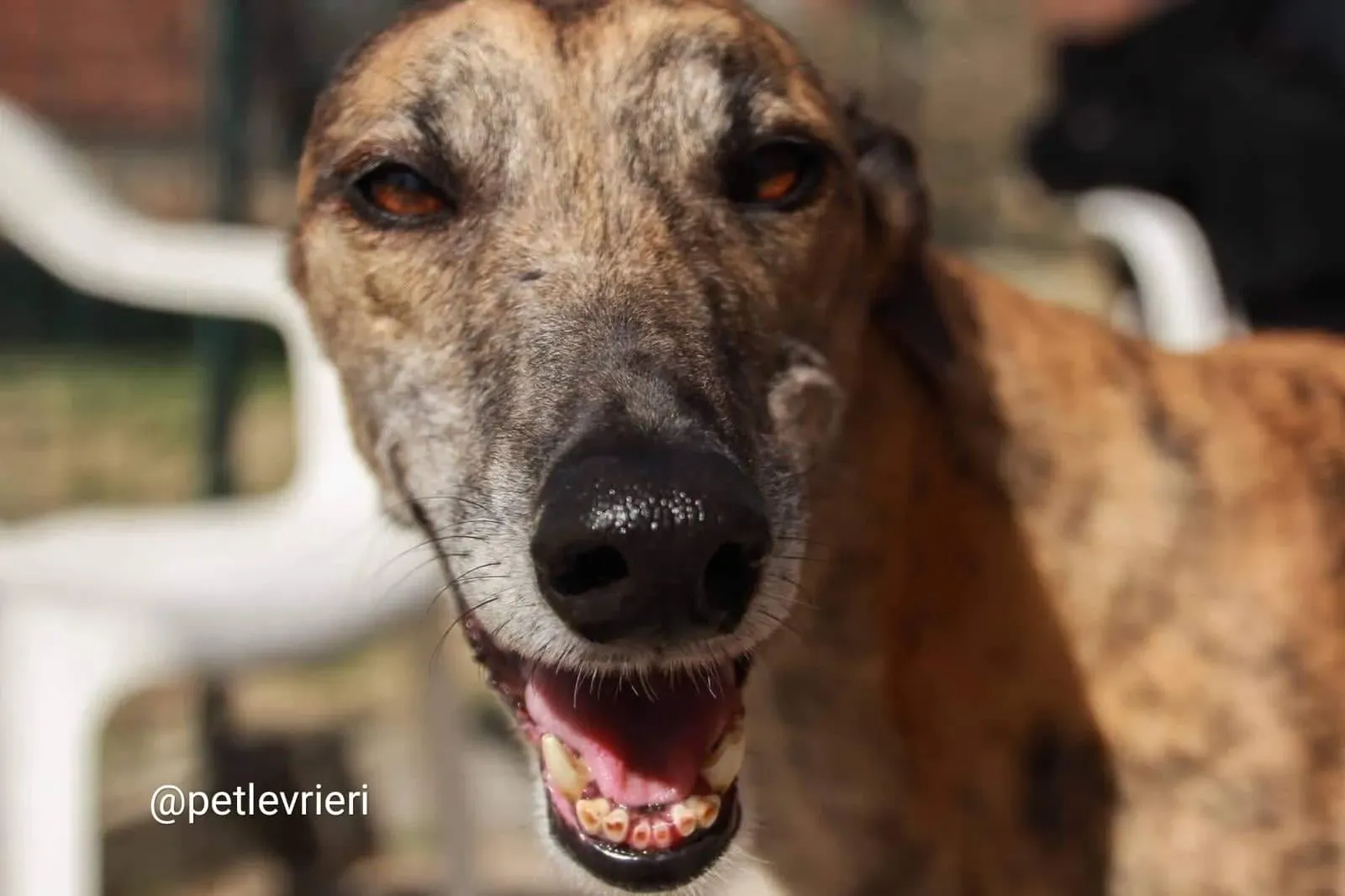 Tron Thing adozione greyhound macao 2 1