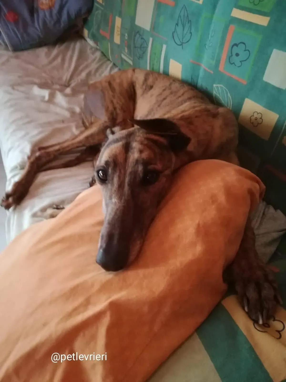 Tron Thing adozione greyhound macao 3 1