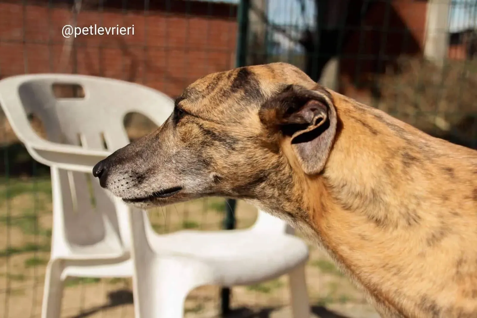 Tron Thing adozione greyhound macao 4 1