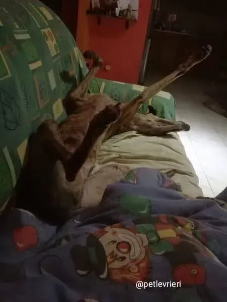 Tron Thing adozione greyhound macao 4