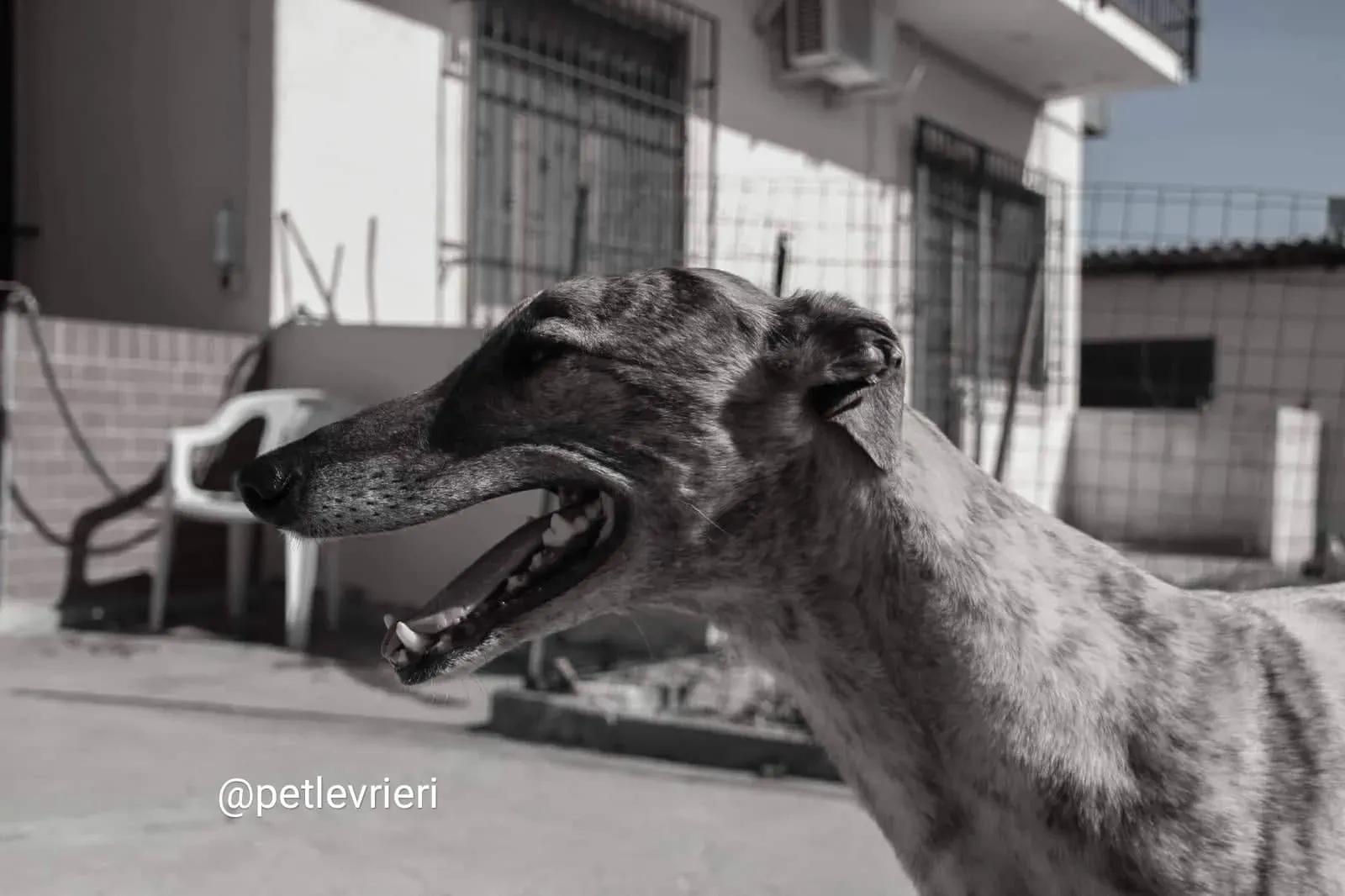 Tron Thing adozione greyhound macao 5