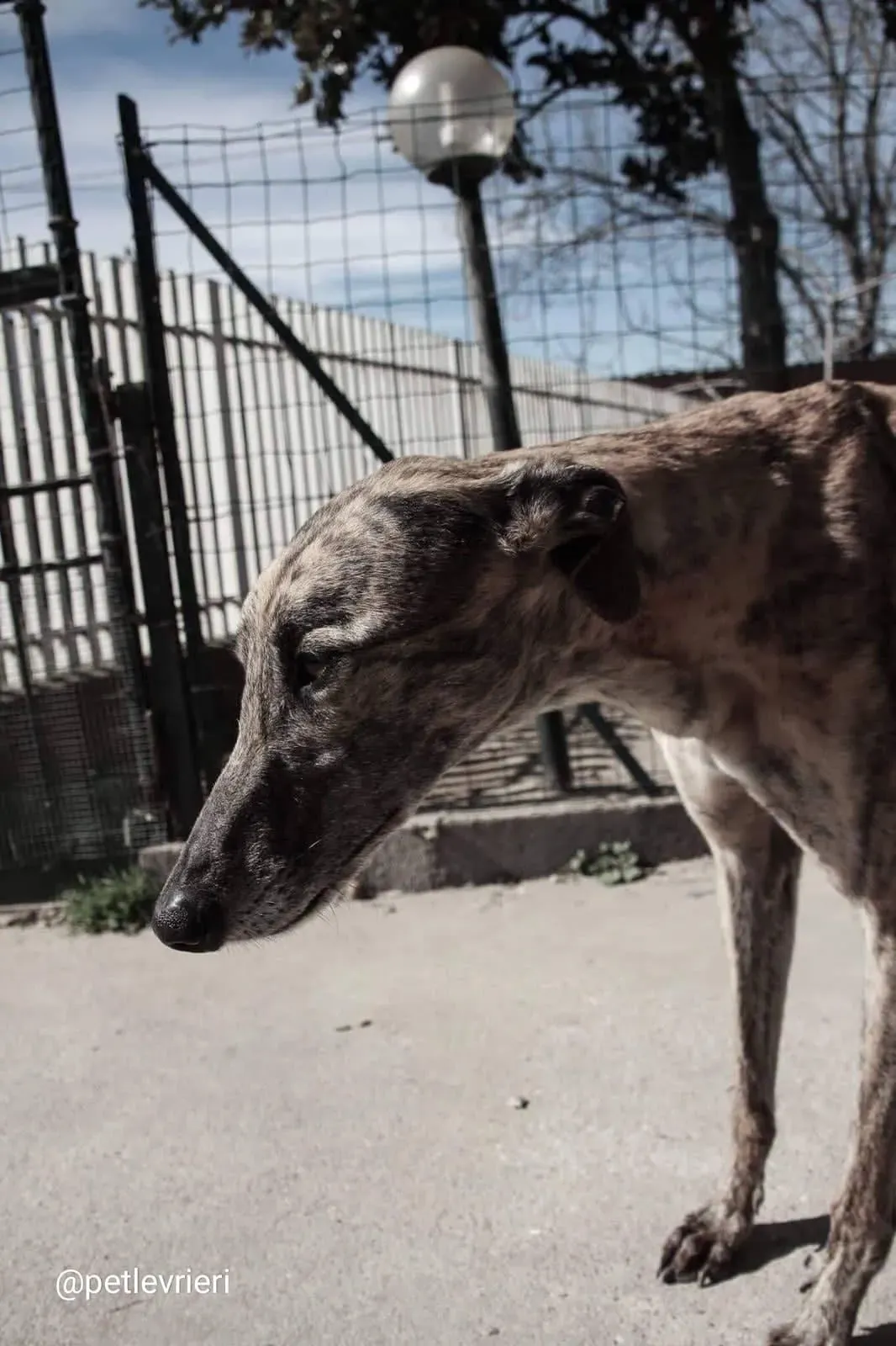 Tron Thing adozione greyhound macao 6