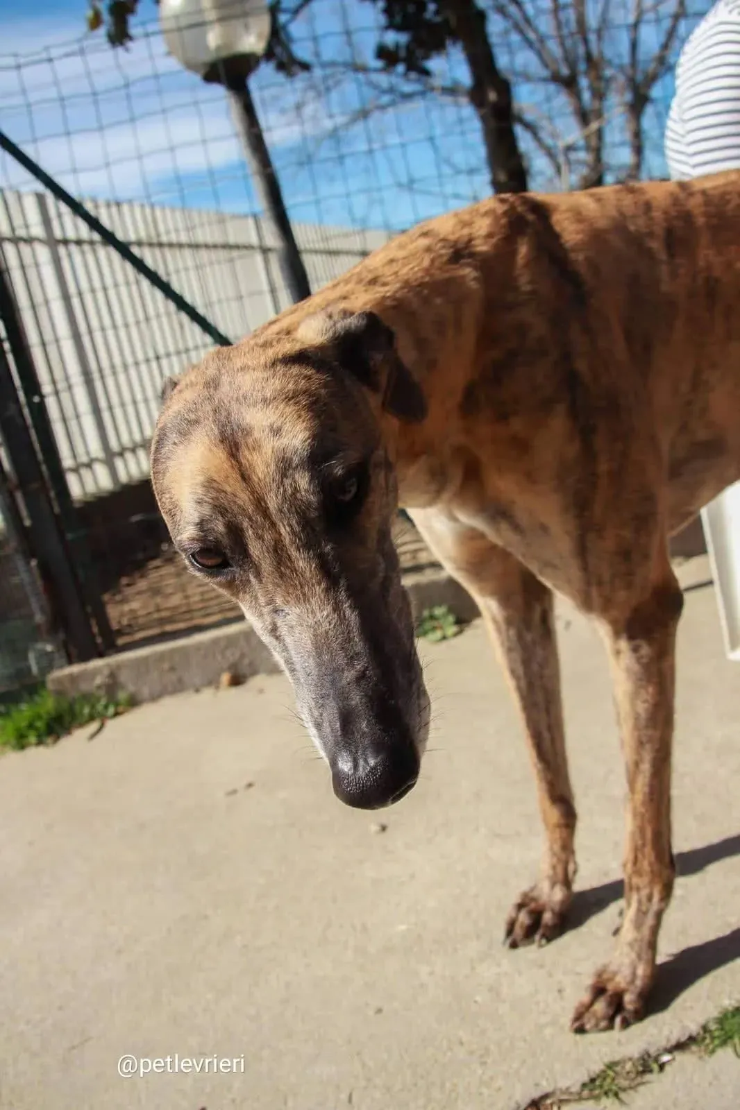 Tron Thing adozione greyhound macao 7 2