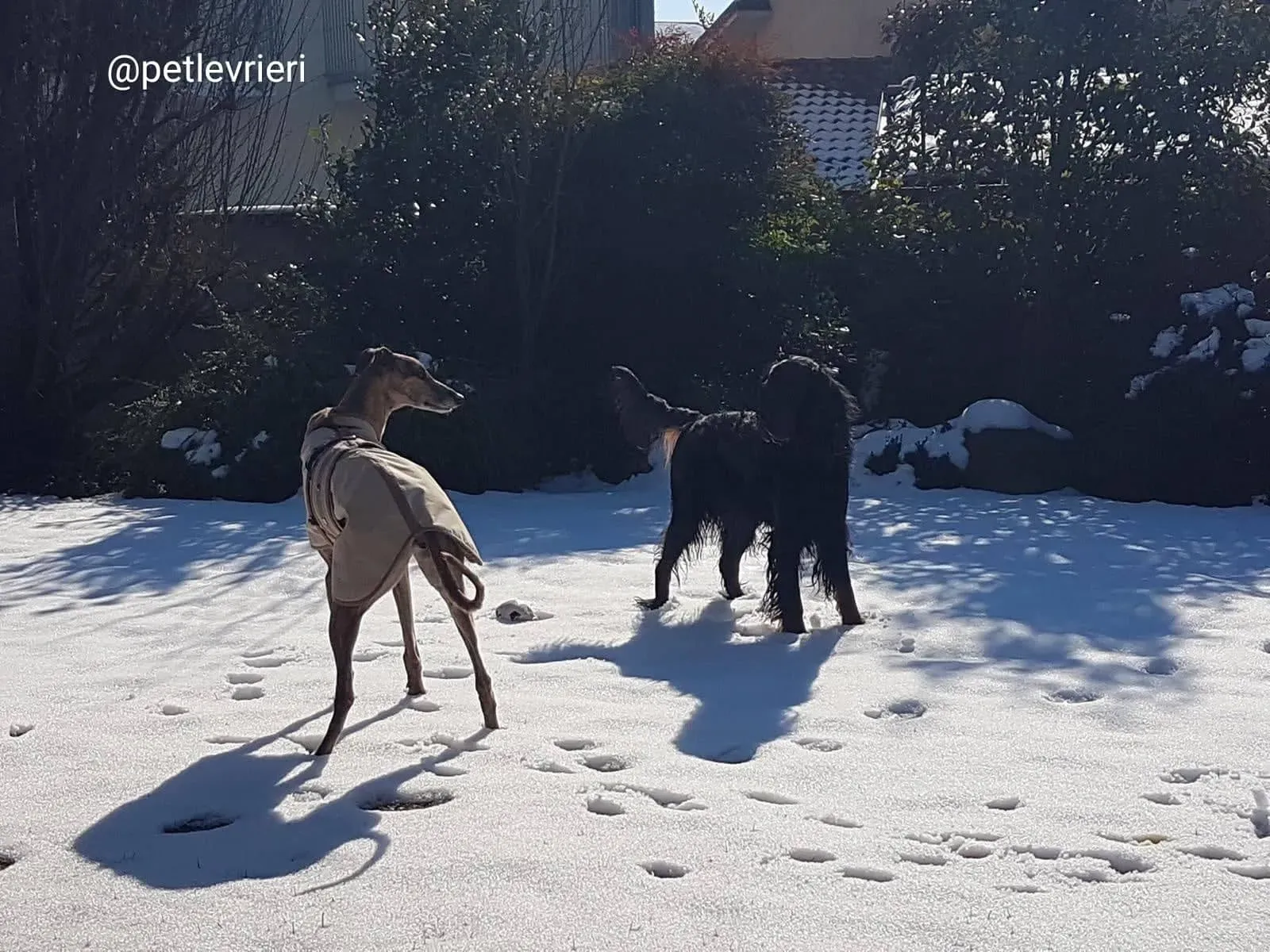 Tron Thing adozione greyhound macao 8 1