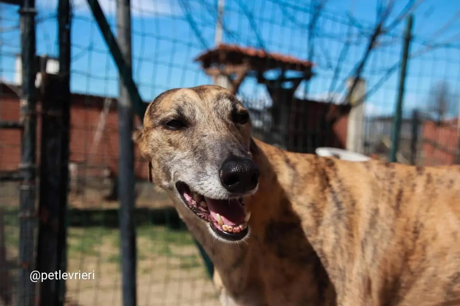 Tron Thing adozione greyhound macao 9 2