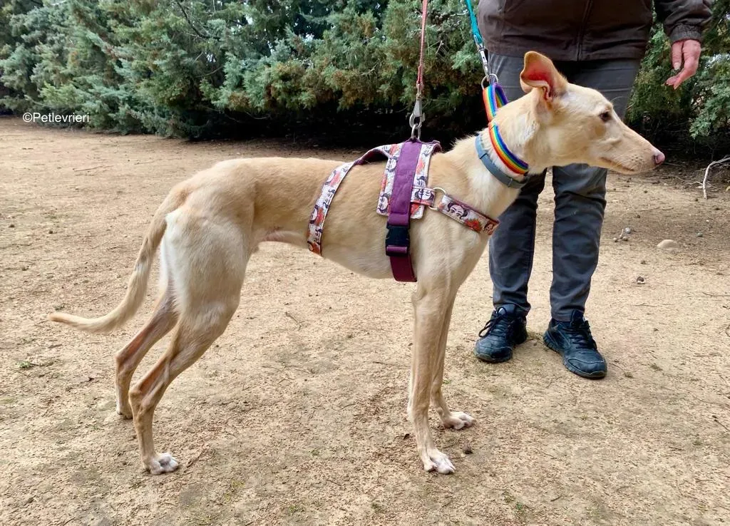 Troy adozione levrieri galgo 1