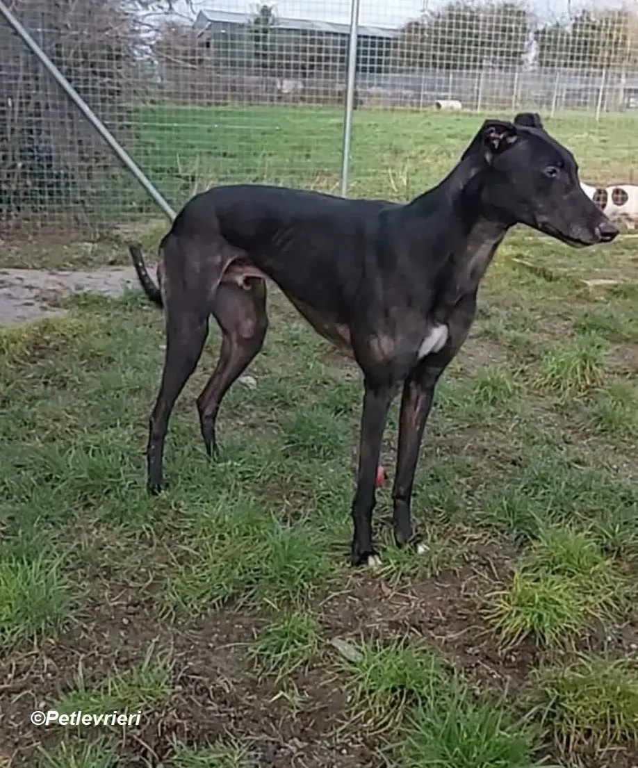 Troy adozione levrieri greyhound 1