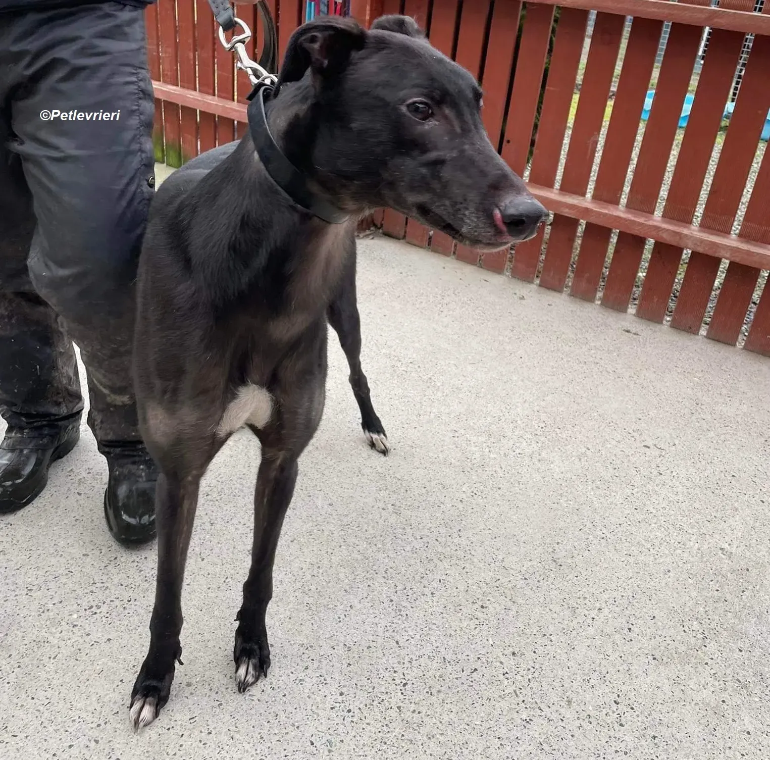 Troy adozione levrieri greyhound 10