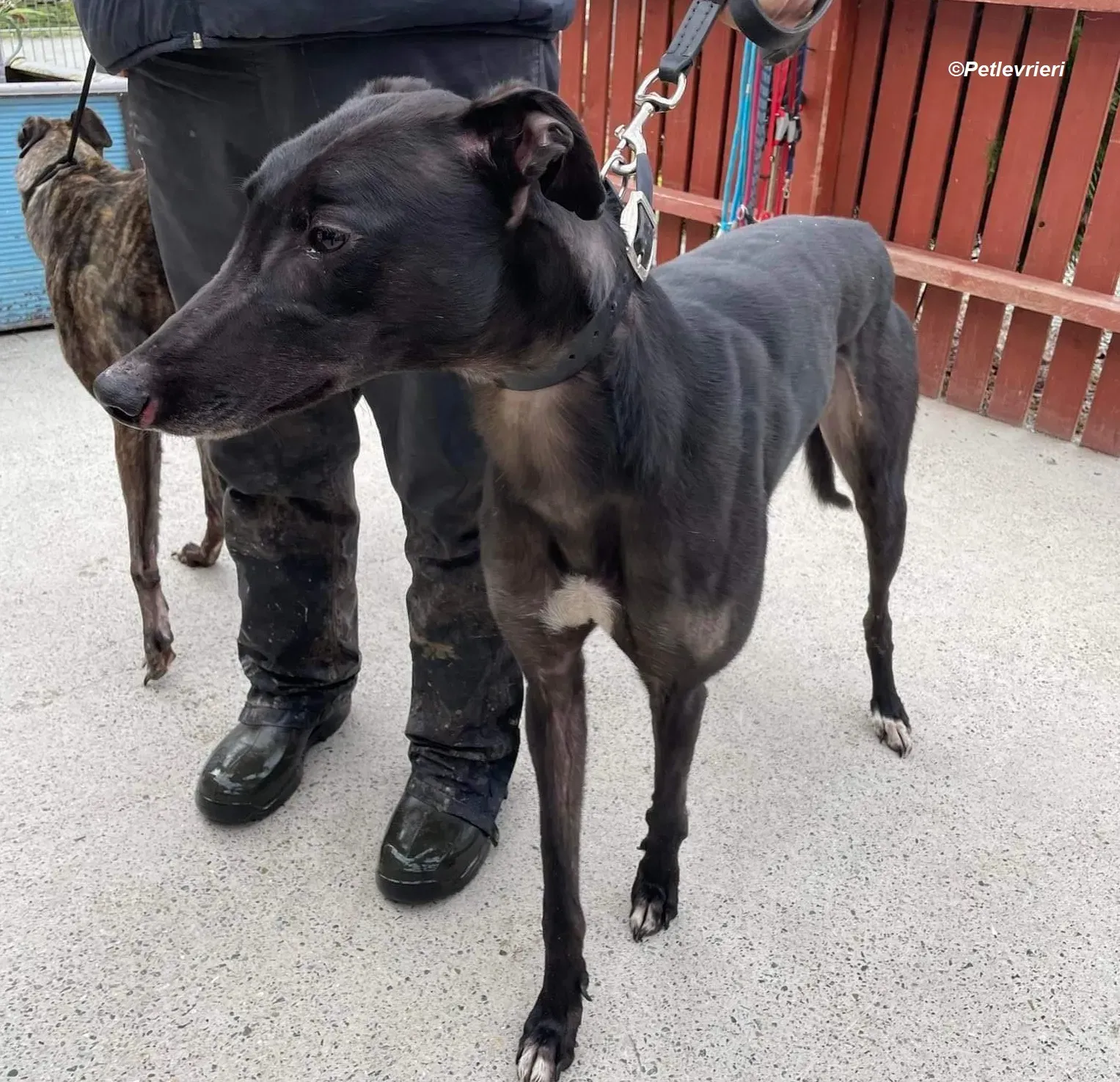 Troy adozione levrieri greyhound 11