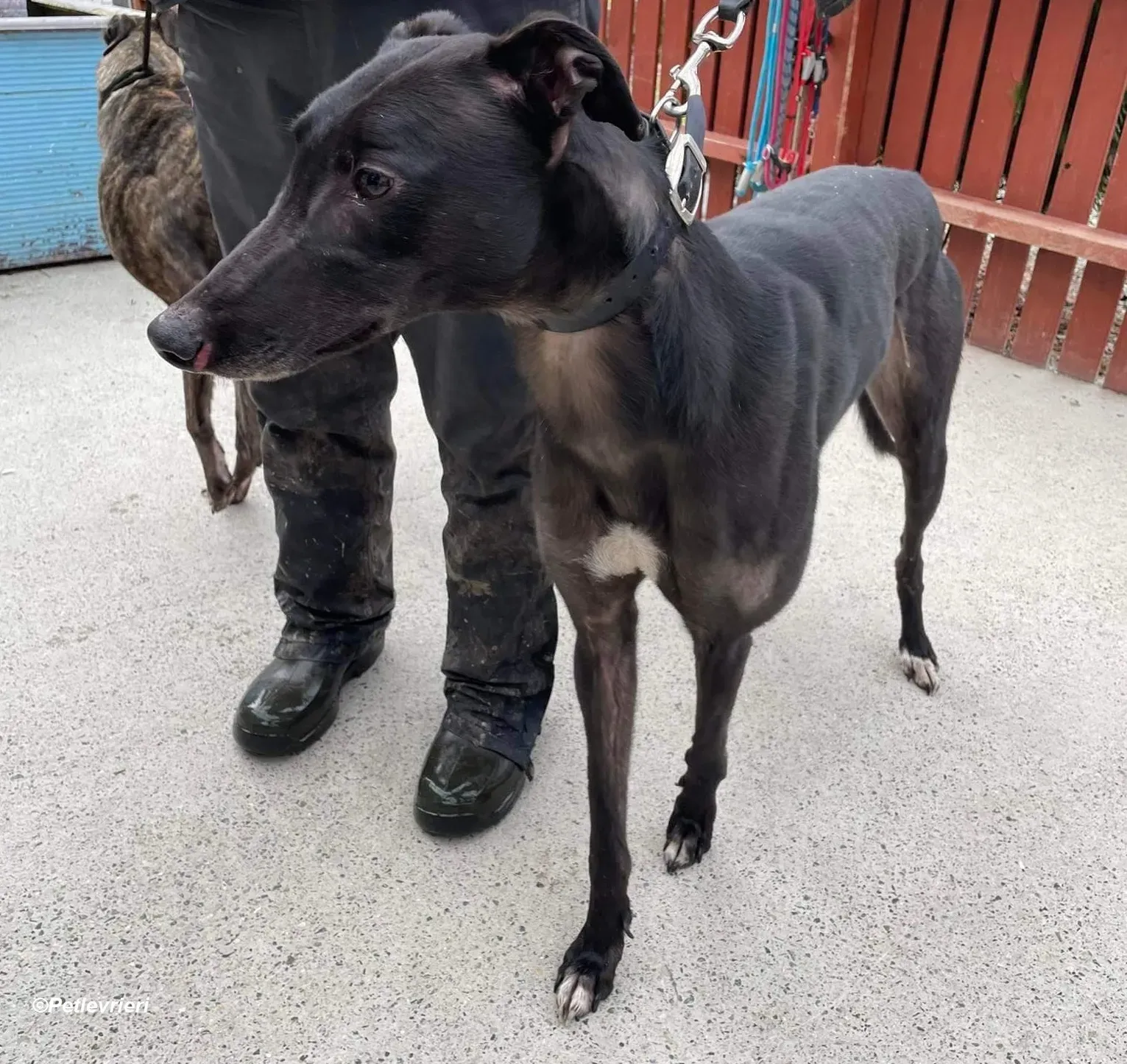 Troy adozione levrieri greyhound 13