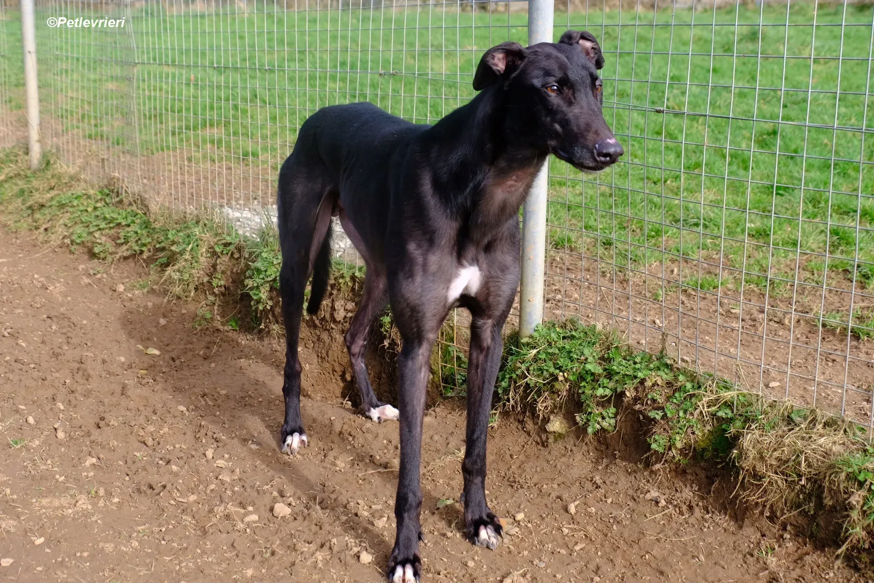 Troy adozione levrieri greyhound 14