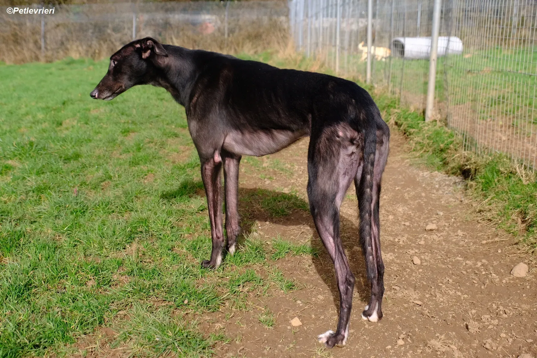 Troy adozione levrieri greyhound 15