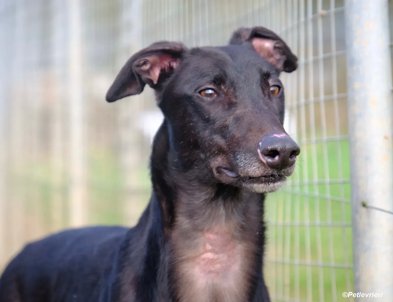 Troy adozione levrieri greyhound 16