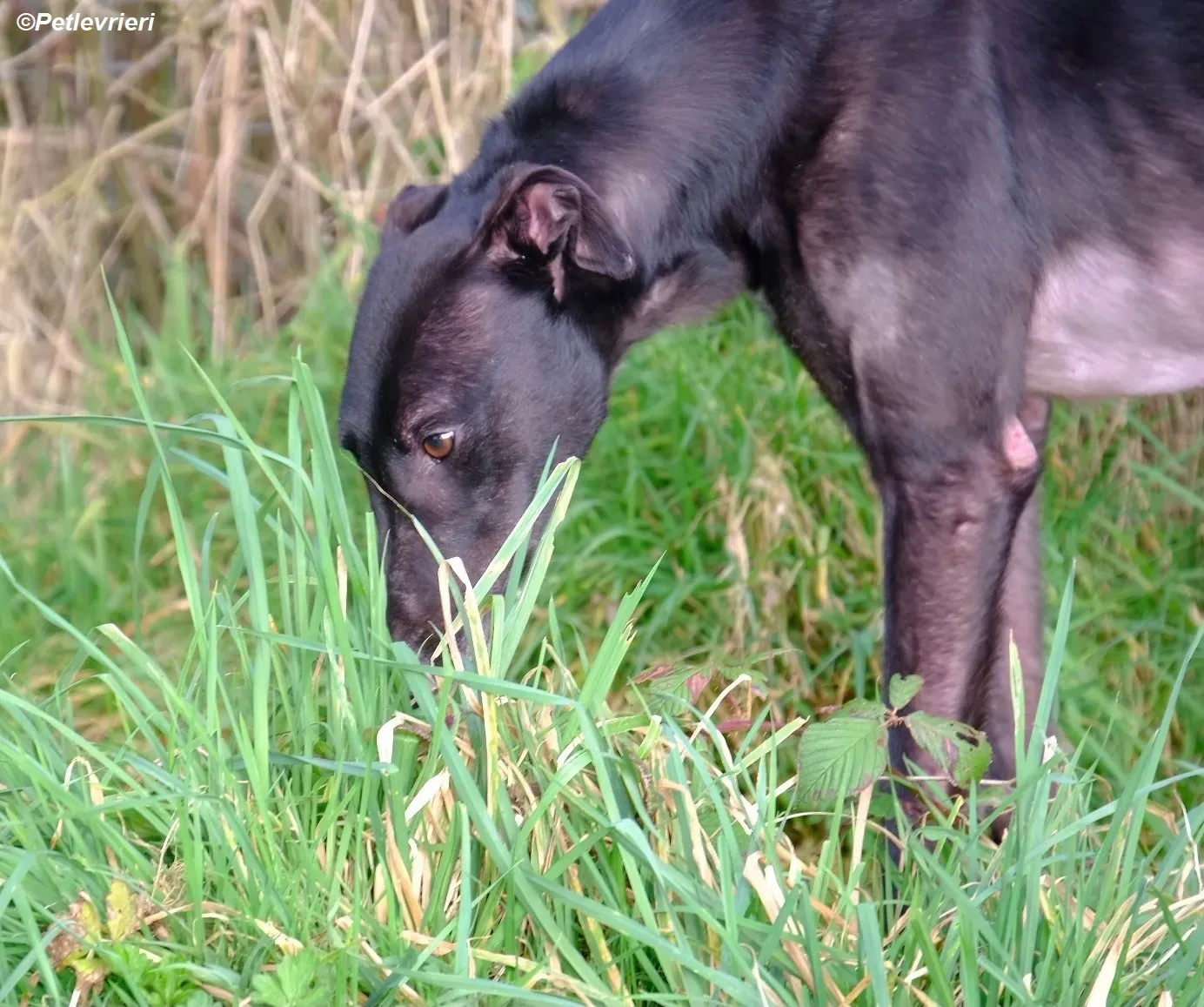 Troy adozione levrieri greyhound 17