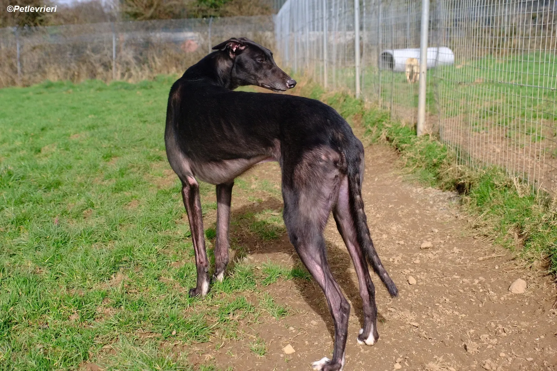 Troy adozione levrieri greyhound 18