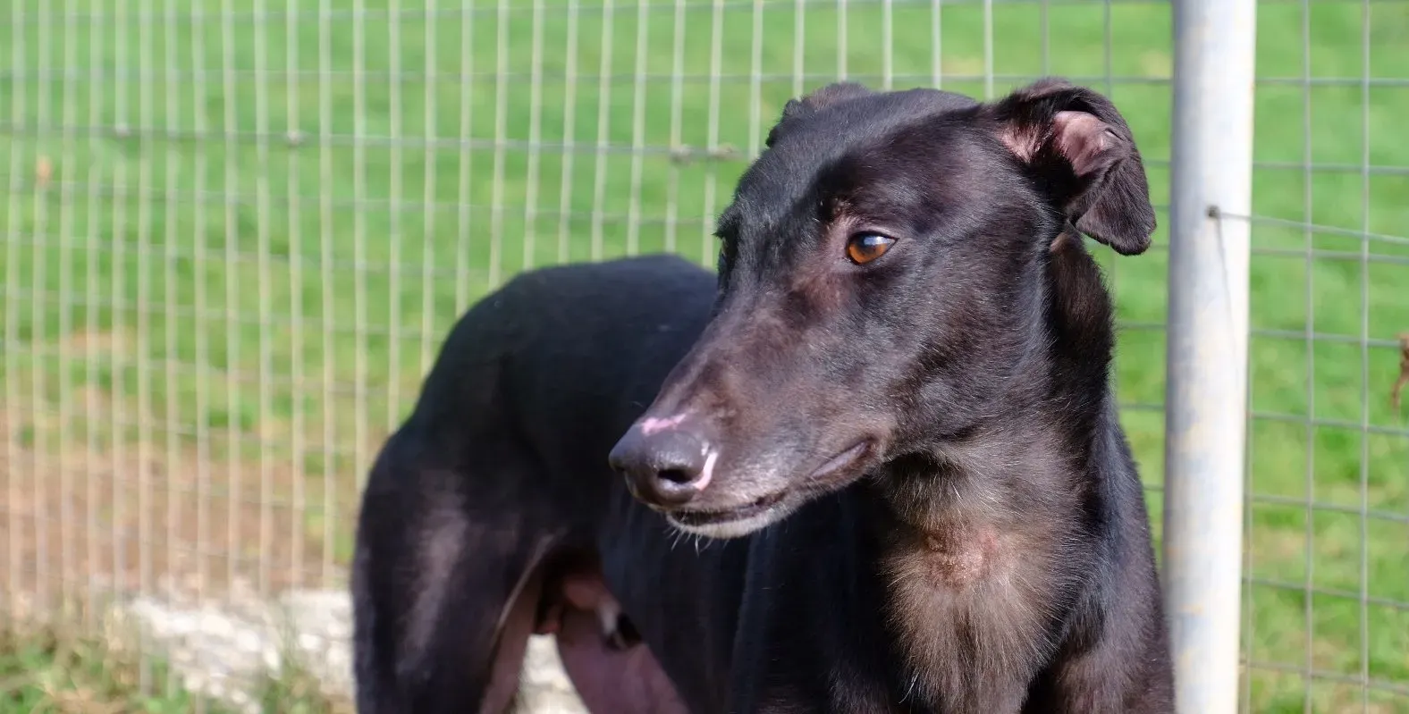 Troy adozione levrieri greyhound 19 e1677073044537