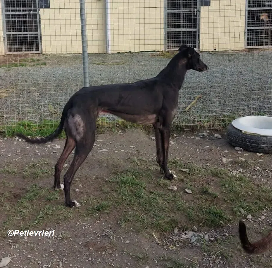 Troy adozione levrieri greyhound 2