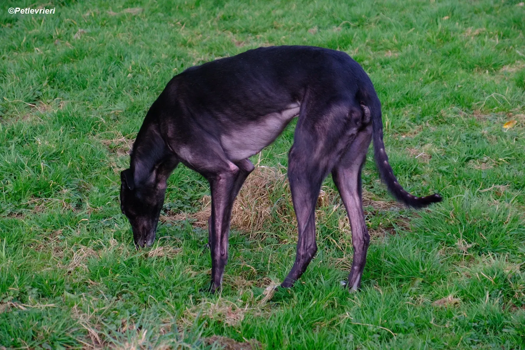 Troy adozione levrieri greyhound 20