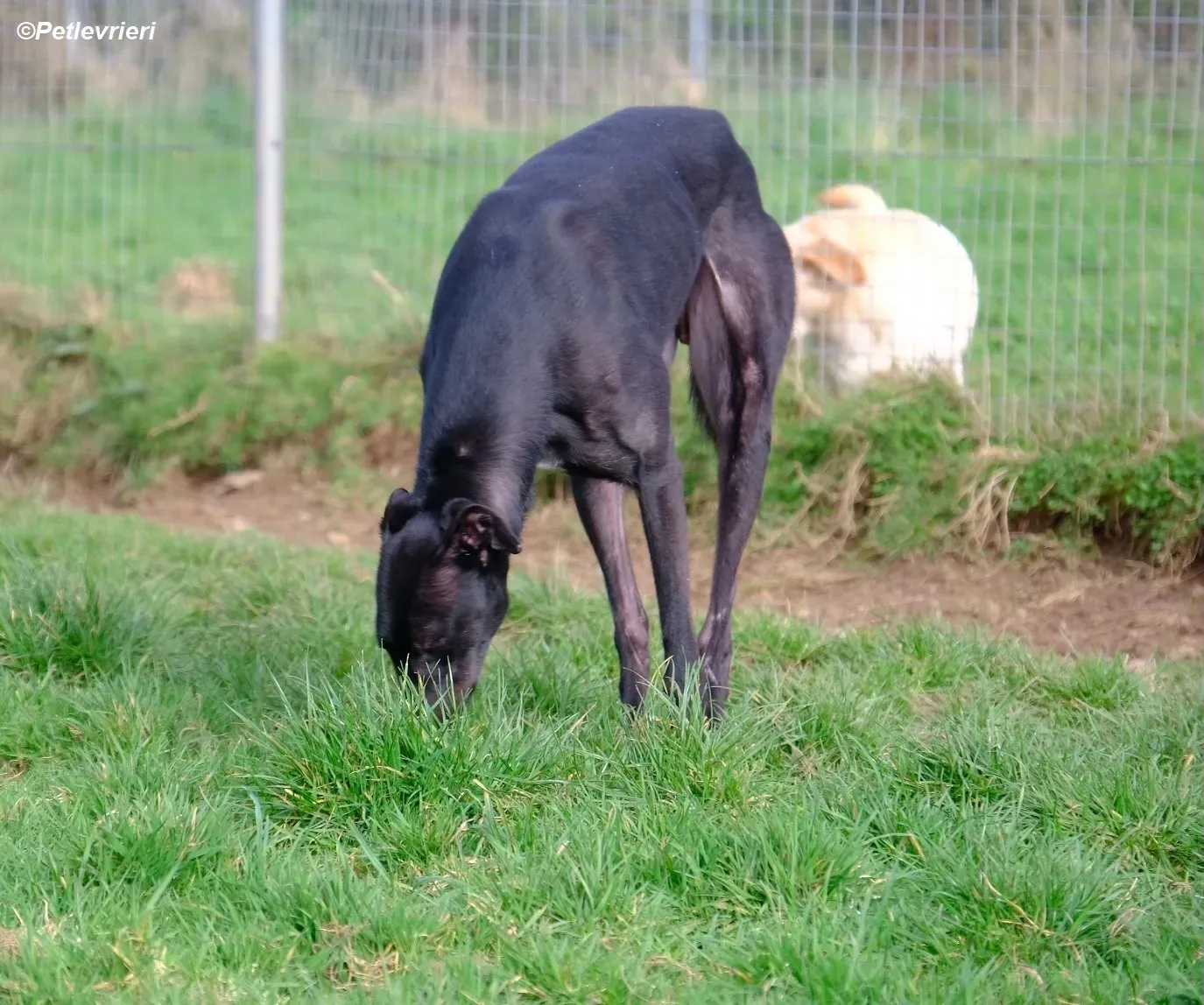 Troy adozione levrieri greyhound 21