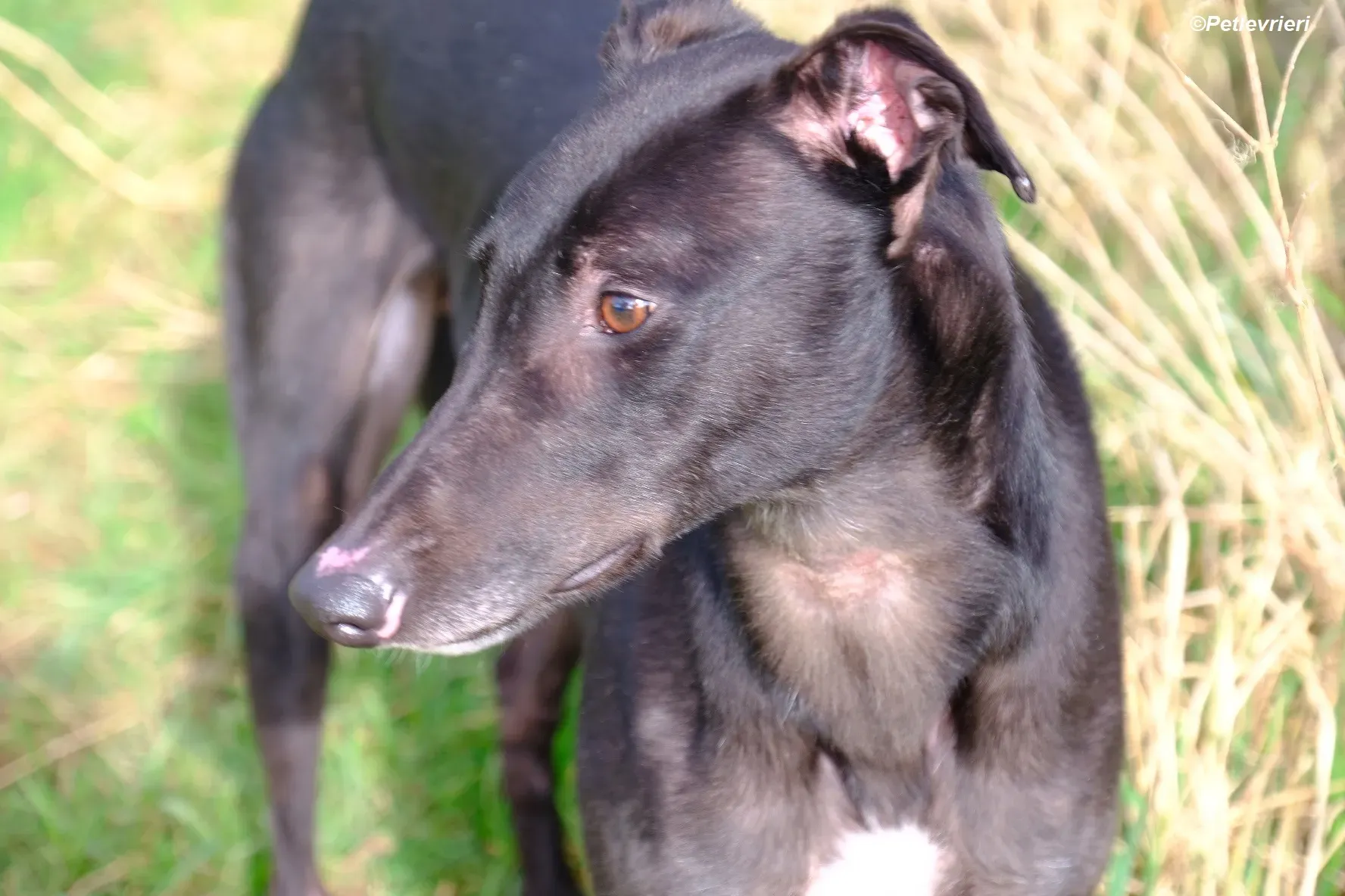 Troy adozione levrieri greyhound 22