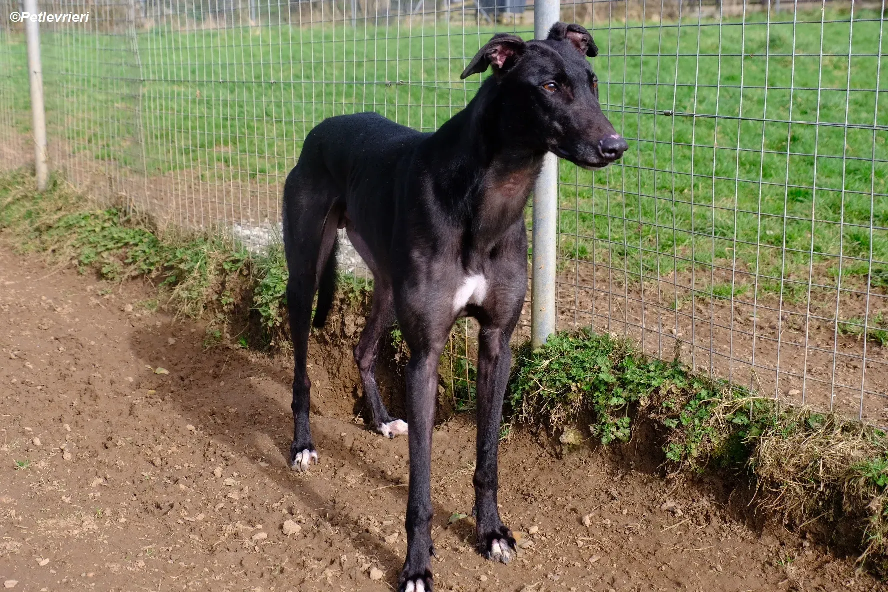 Troy adozione levrieri greyhound 23