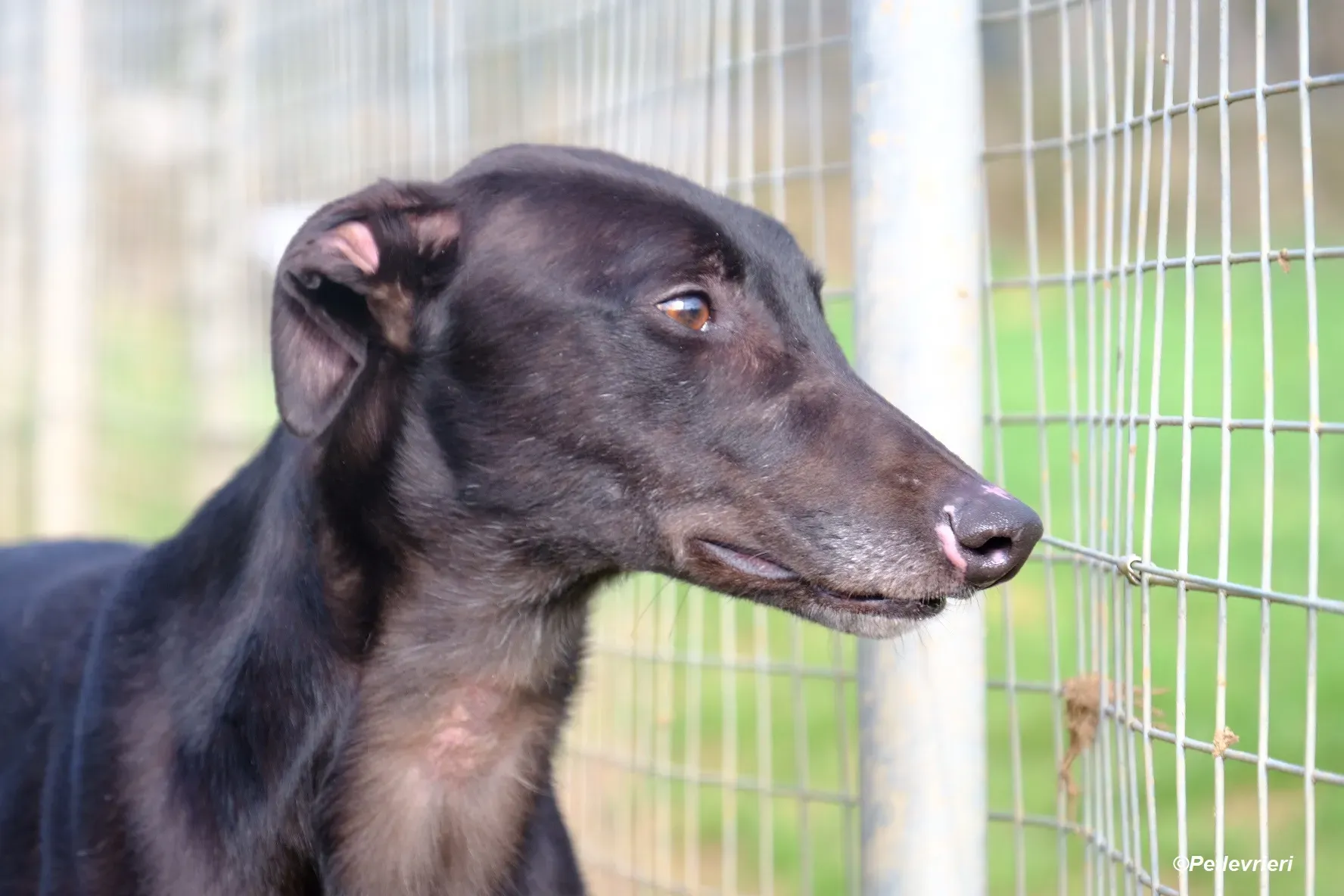 Troy adozione levrieri greyhound 24