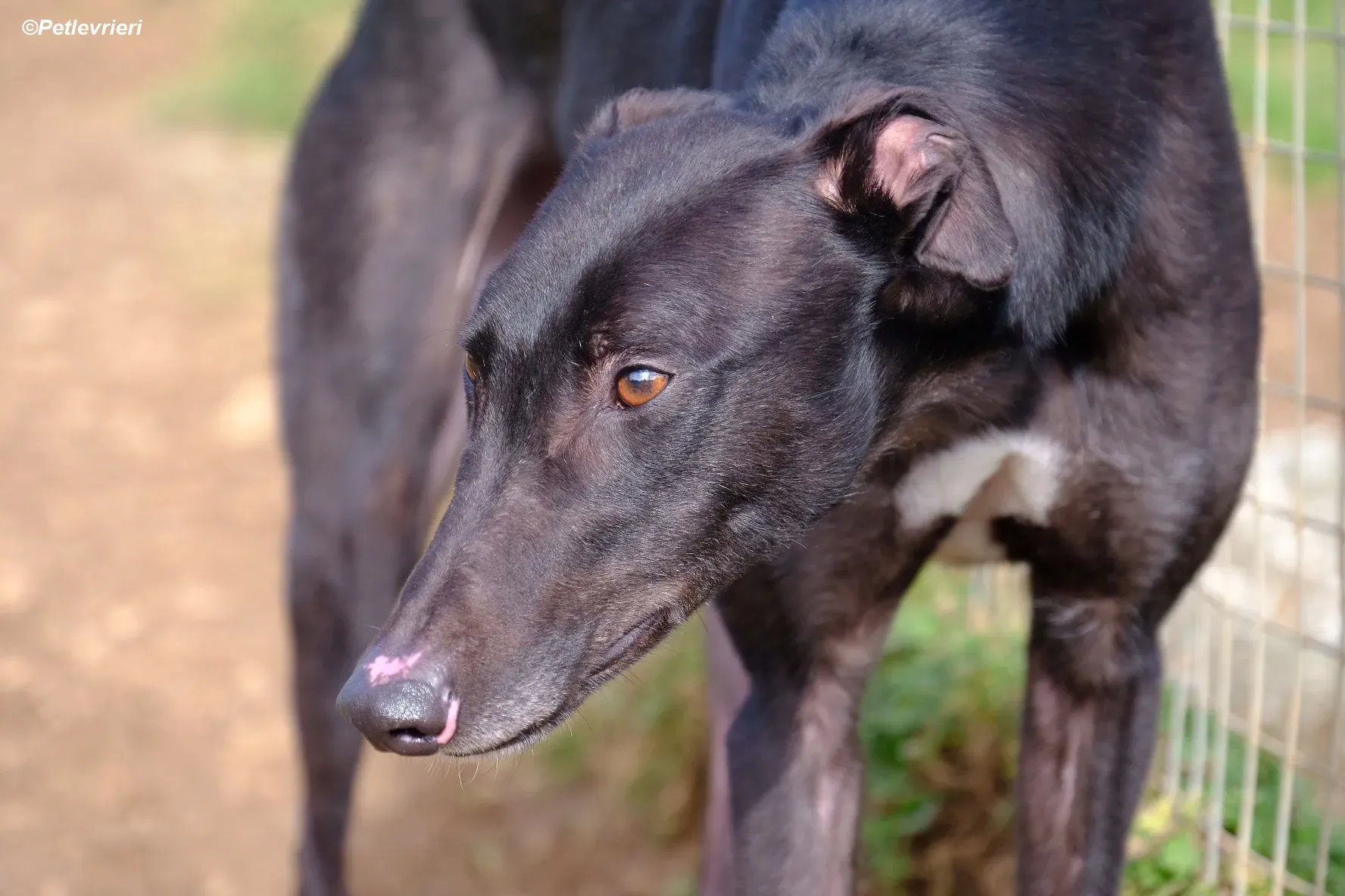 Troy adozione levrieri greyhound 25