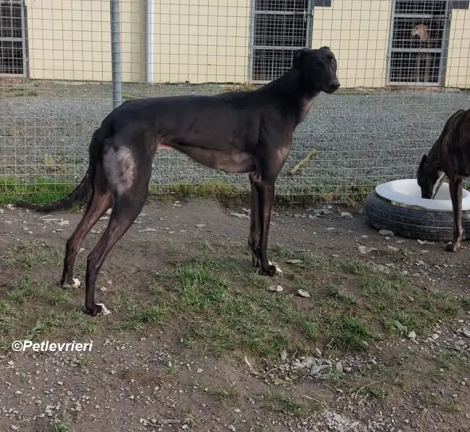 Troy adozione levrieri greyhound 3