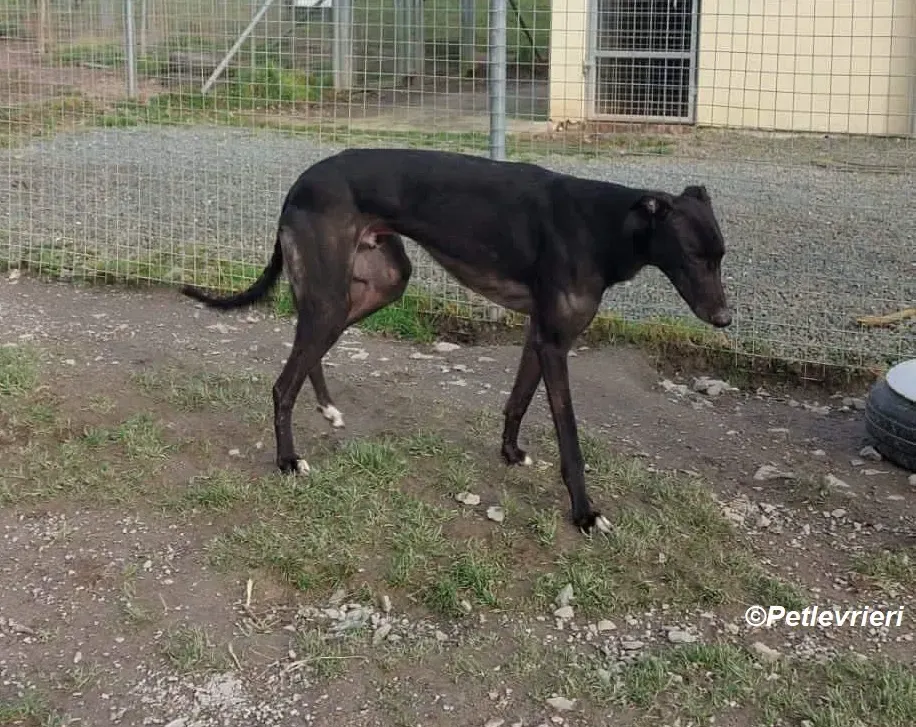 Troy adozione levrieri greyhound 4
