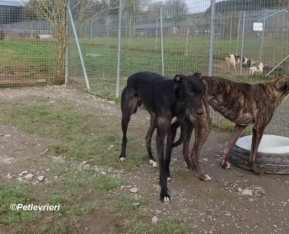 Troy adozione levrieri greyhound 5