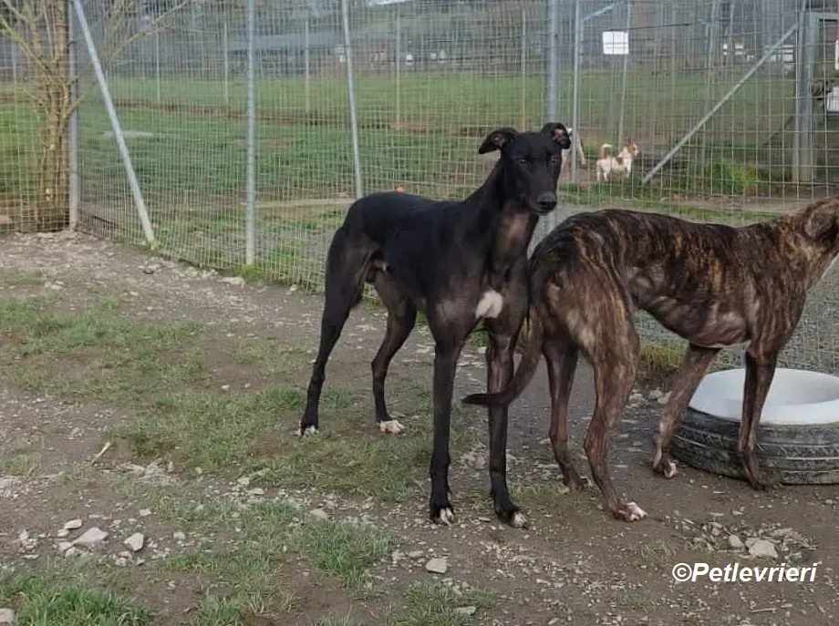 Troy adozione levrieri greyhound 6