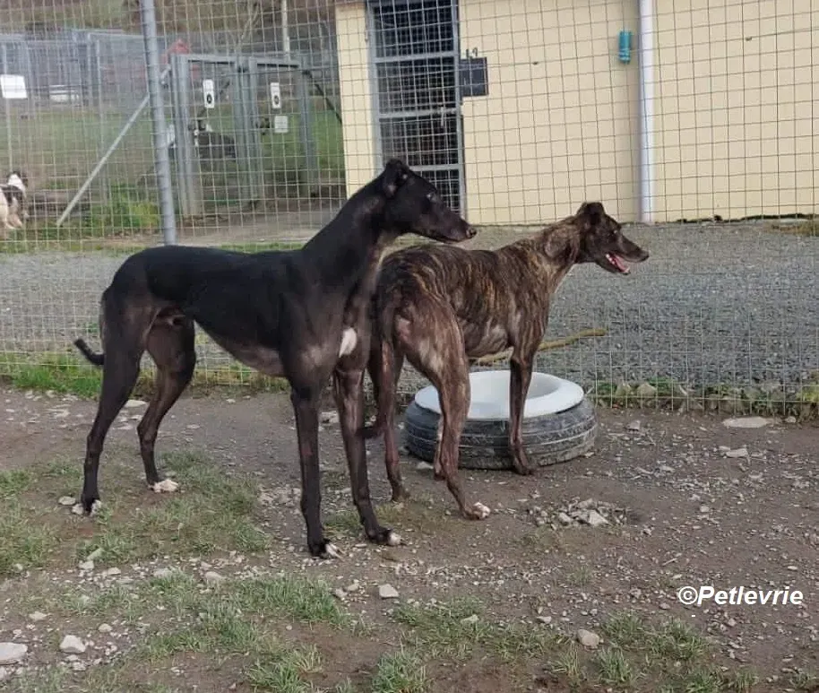 Troy adozione levrieri greyhound 7