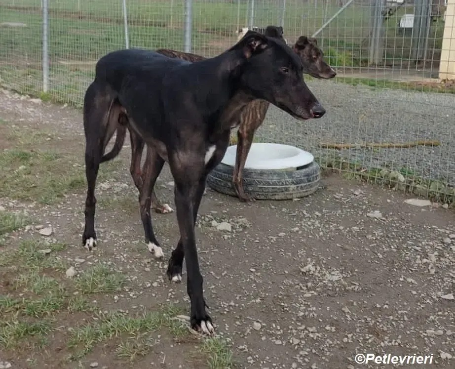Troy adozione levrieri greyhound 8