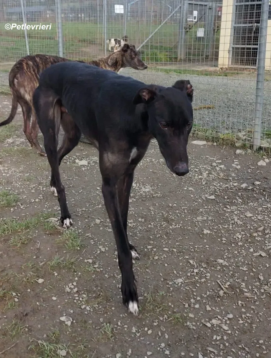 Troy adozione levrieri greyhound 9