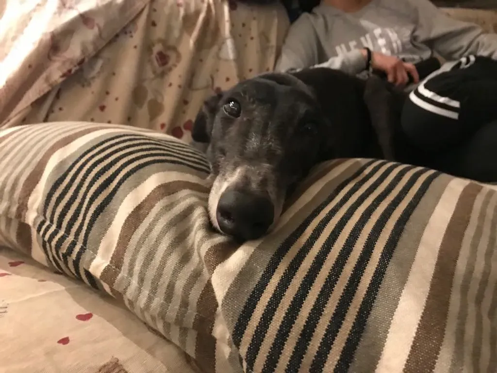 True Bligh Adozioni Levrieri savemacaugreyhounds 1