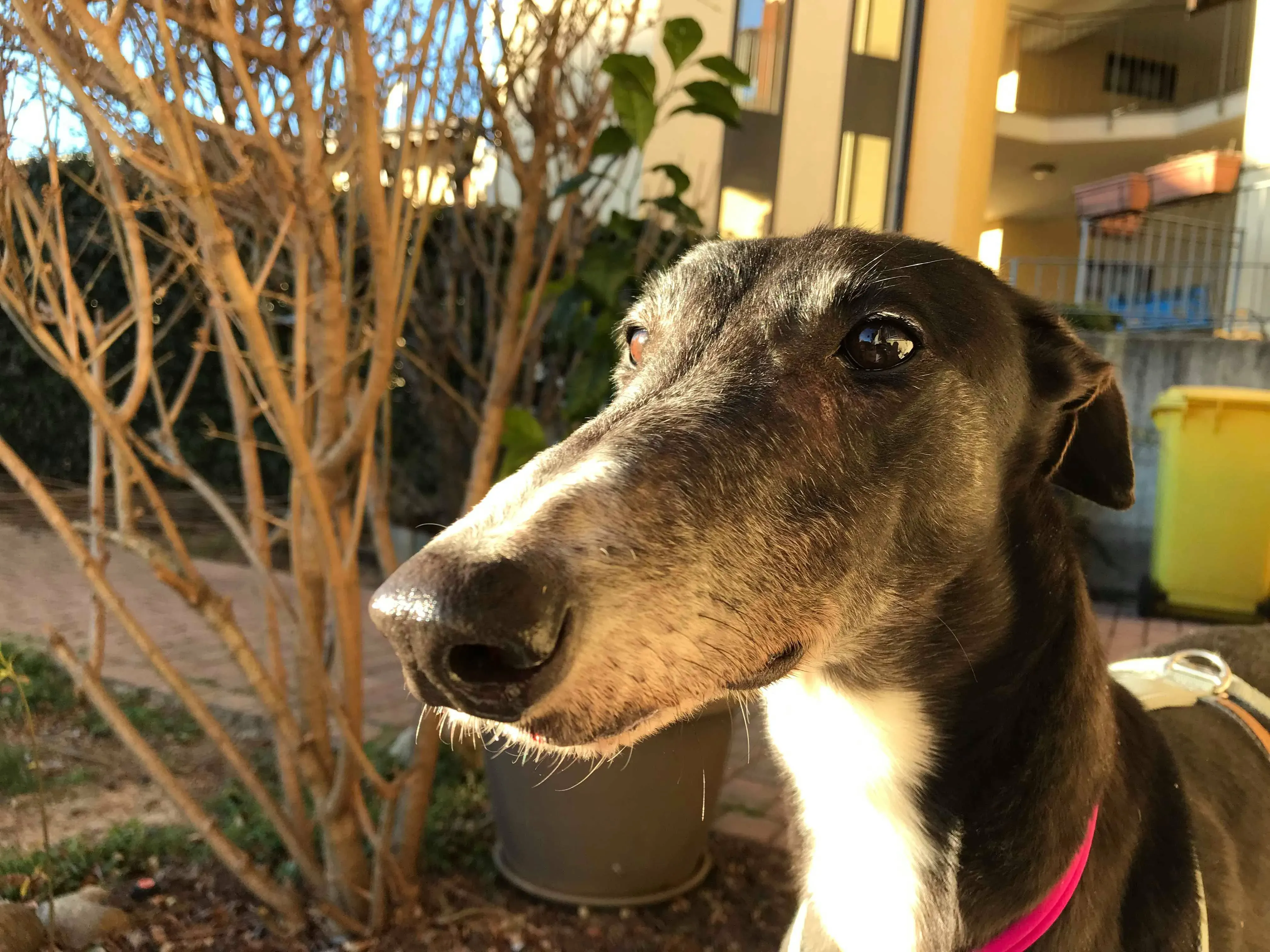 True Bligh Adozioni Levrieri savemacaugreyhounds 2