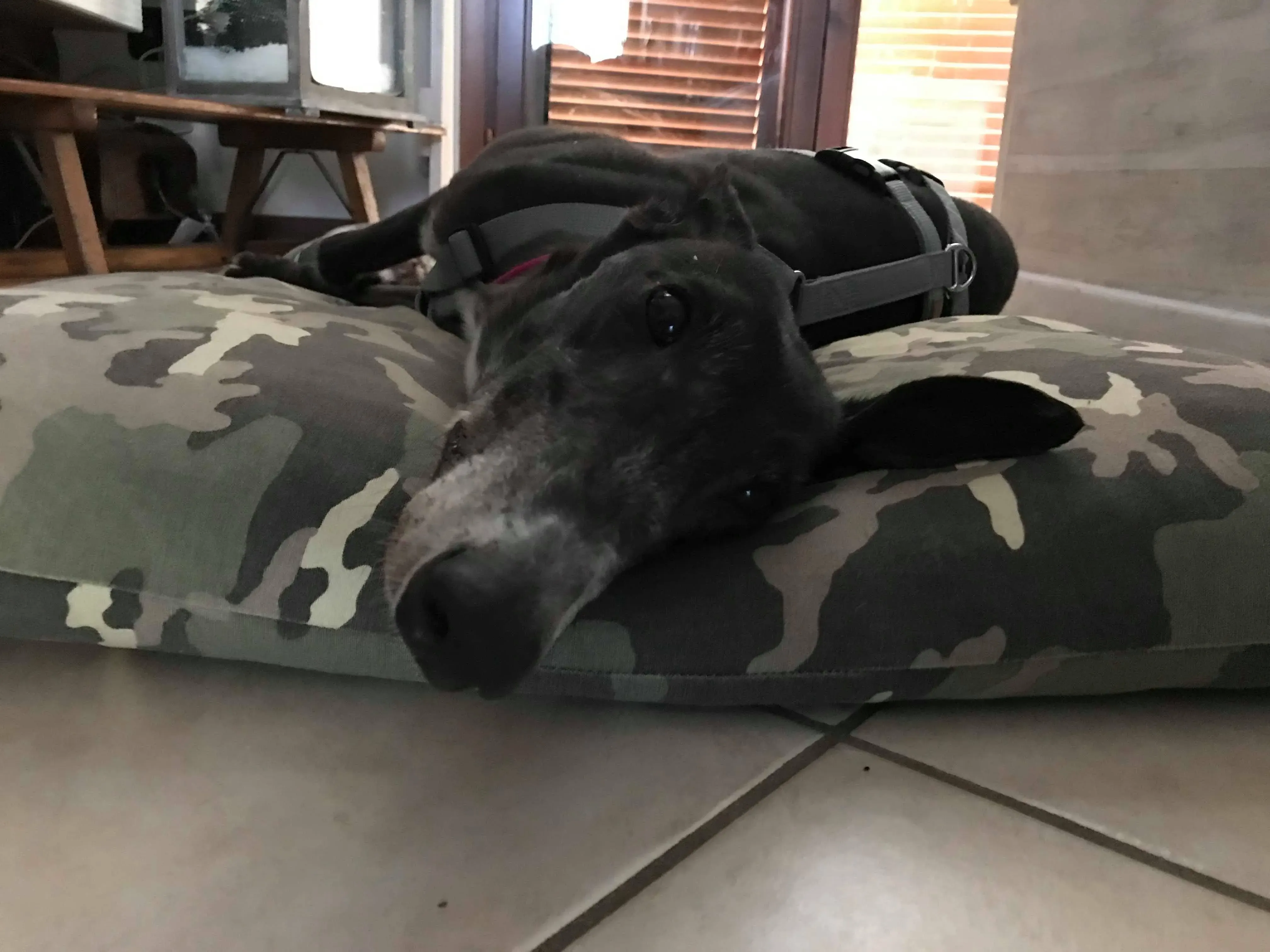 True Bligh Adozioni Levrieri savemacaugreyhounds 3