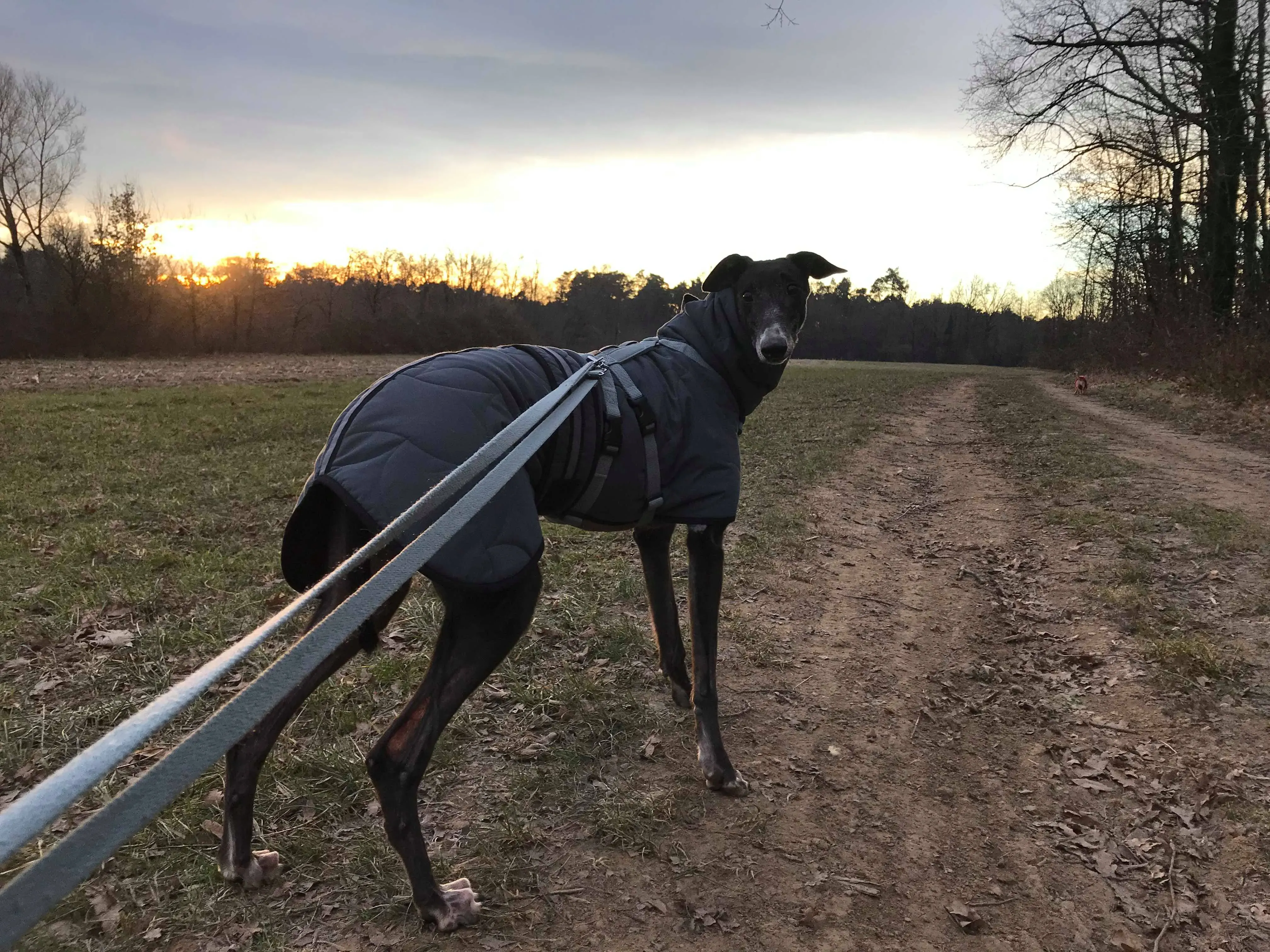 True Bligh Adozioni Levrieri savemacaugreyhounds 4