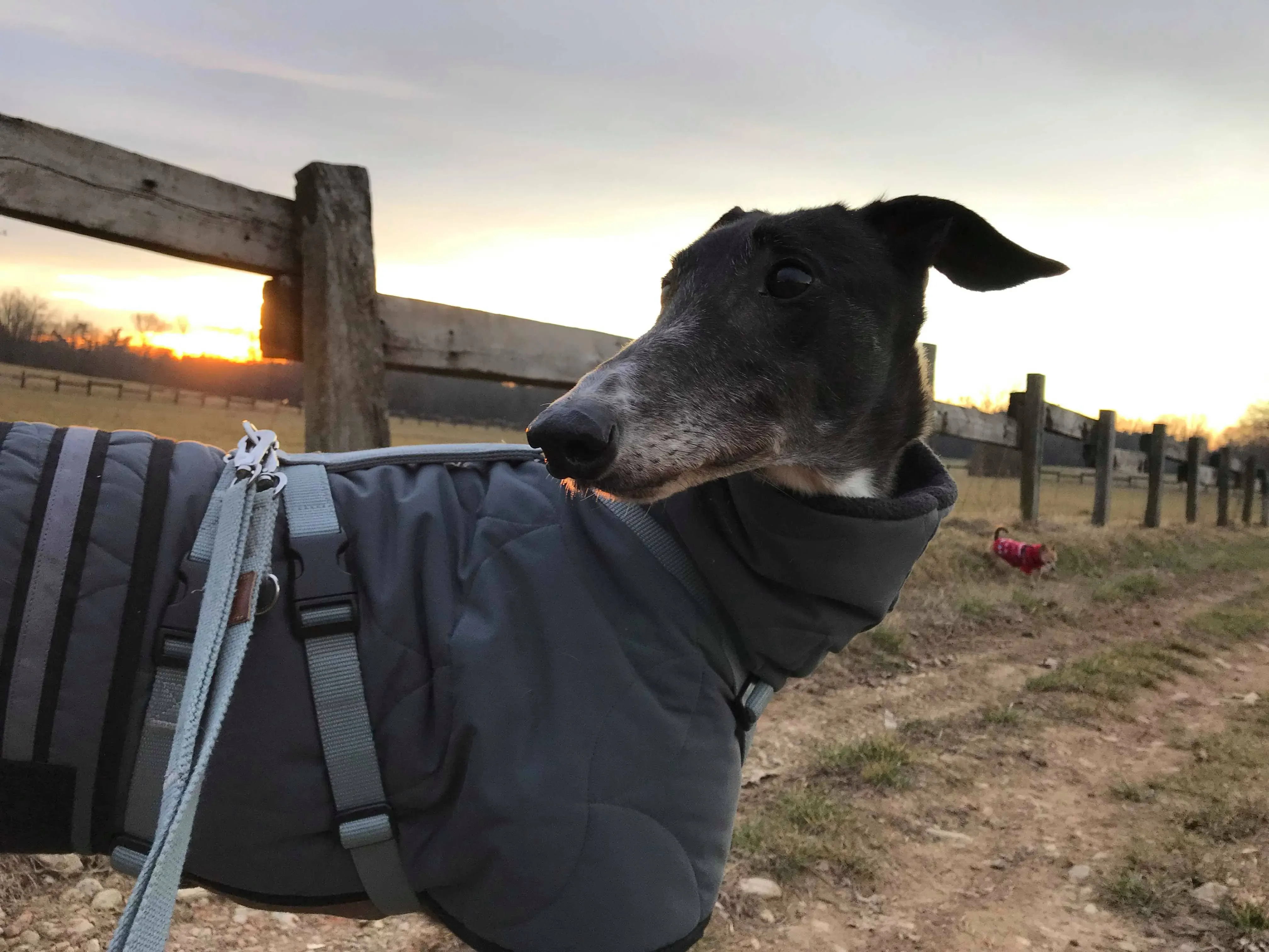 True Bligh Adozioni Levrieri savemacaugreyhounds 5