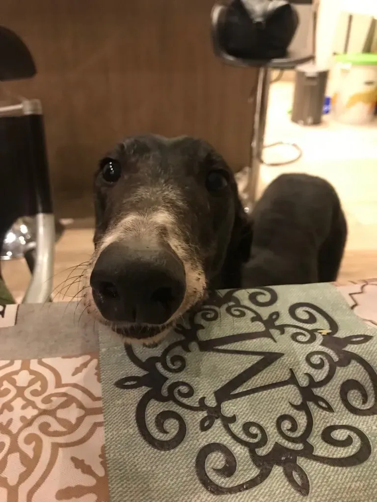 True Bligh Adozioni Levrieri savemacaugreyhounds 6