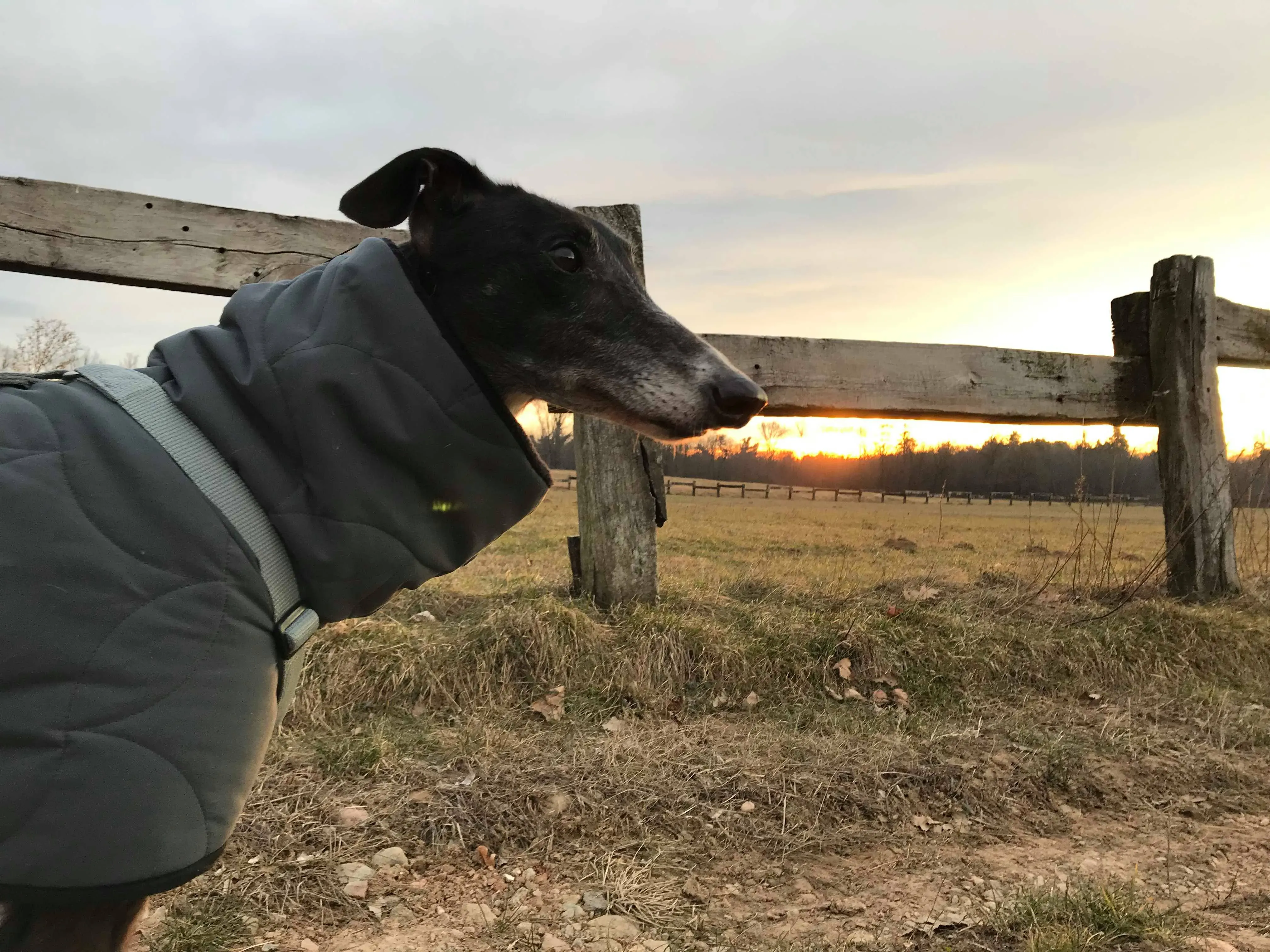 True Bligh Adozioni Levrieri savemacaugreyhounds 7