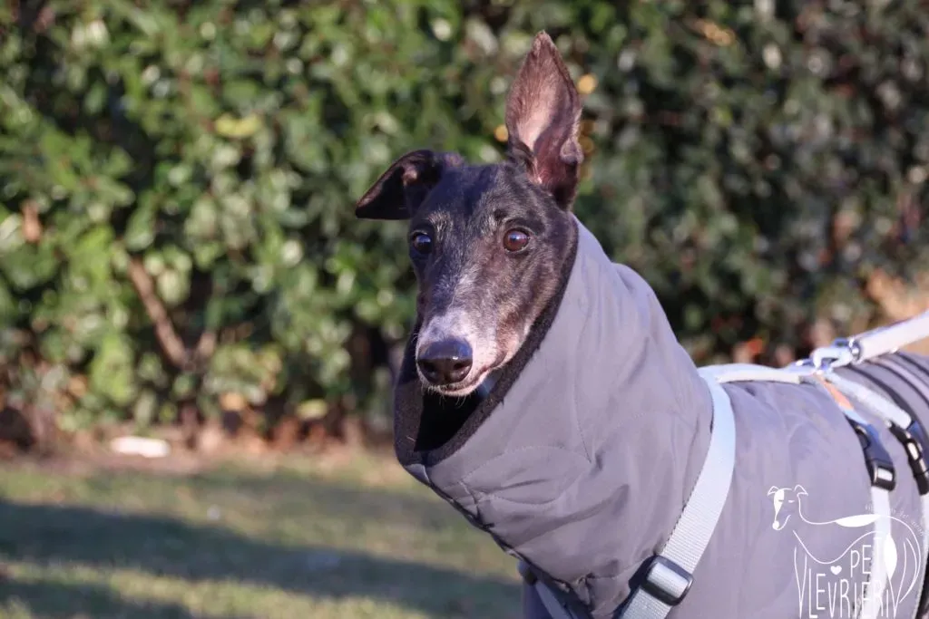 True Blighe Adozione Levrieri savemacaugreyhouns arrivo 1