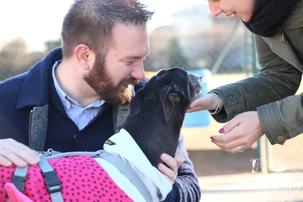 True Blighe Adozione Levrieri savemacaugreyhouns arrivo 11